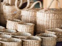 Water Hyacinth